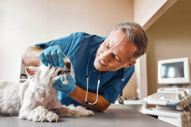 Best Emergency Dental Care for Trauma or Injury in Powhatan Point, OH